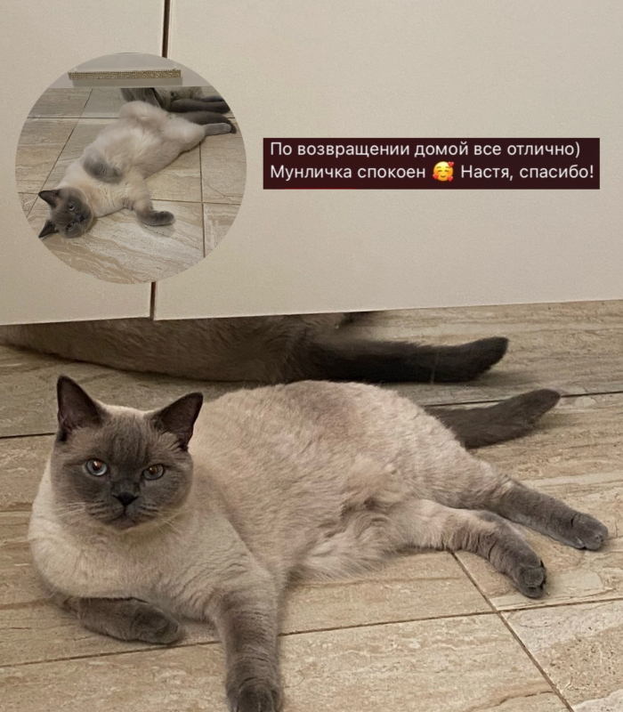 Отзыв о работе котоняни