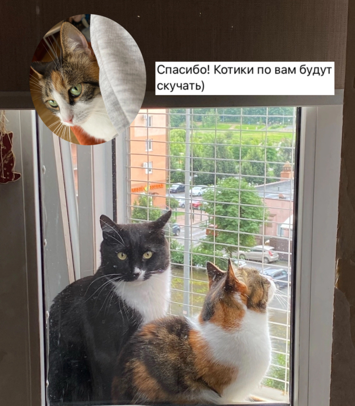 Отзыв о работе котоняни