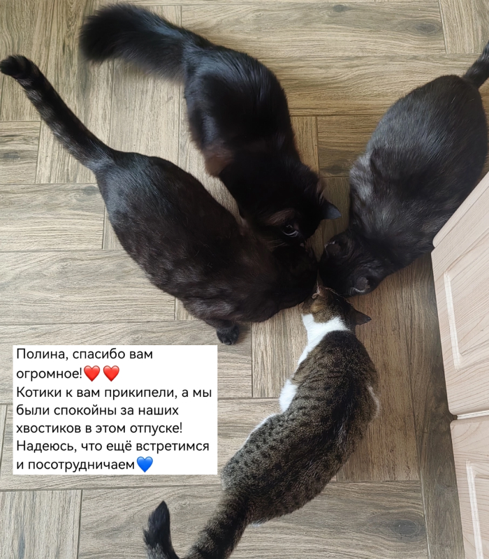 Отзыв о работе котоняни