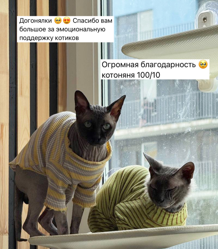 Отзыв о работе котоняни