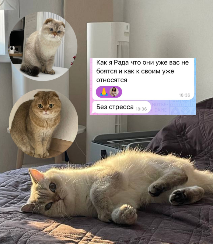 Отзыв о работе котоняни