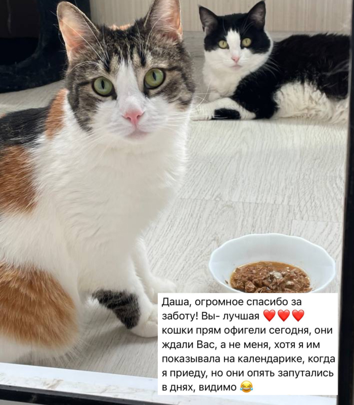 Отзыв о работе котоняни