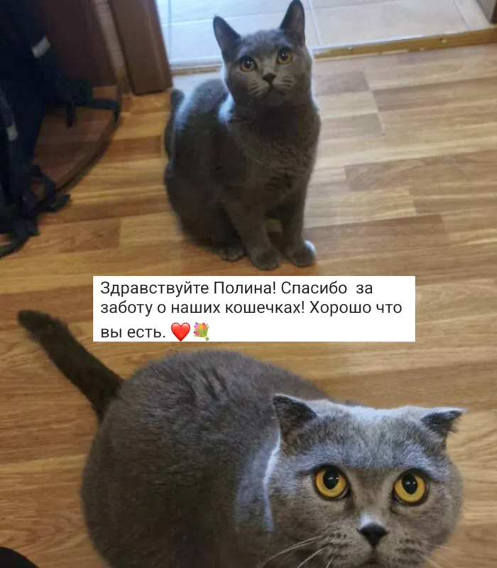 Отзыв о работе котоняни