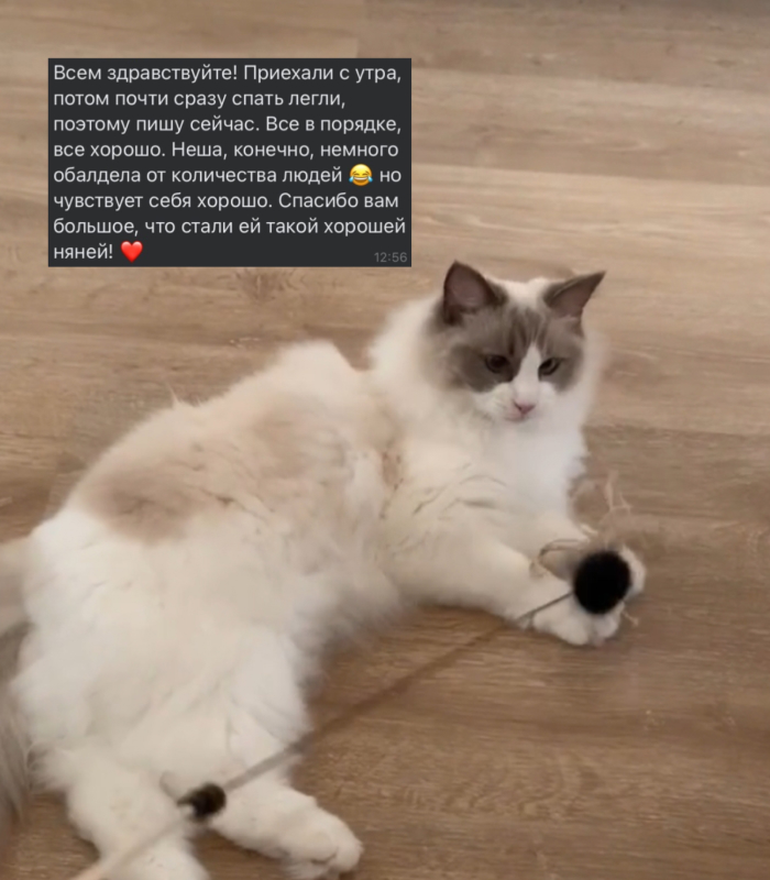 Отзыв о работе котоняни