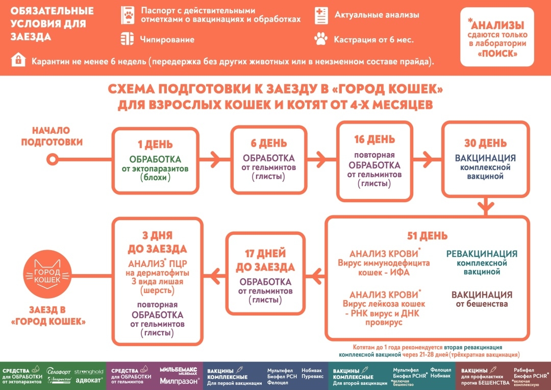 Схема подготовки к заеду в «Город Кошек»
